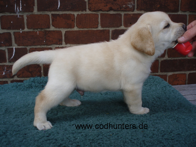 Arnold (the Elephant)