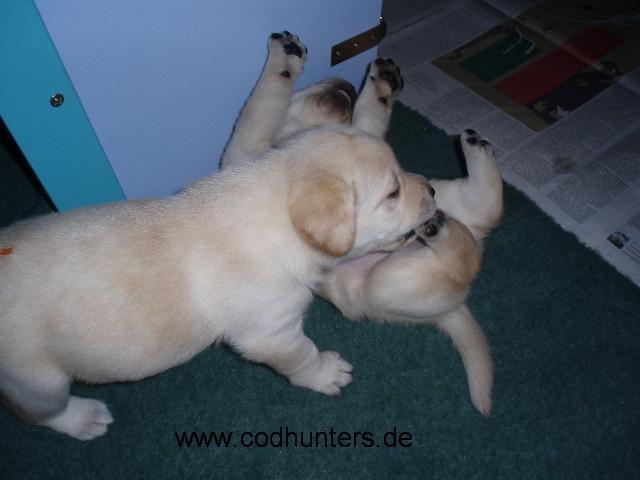 Allagash&Geschwister