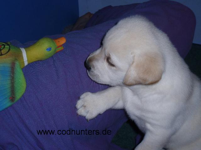 Athabasca_auf_Entenjagd