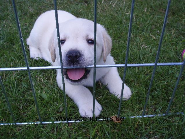 Athabasca_hinter_Gittern